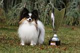 EPAGNEUL PAPILLON 093